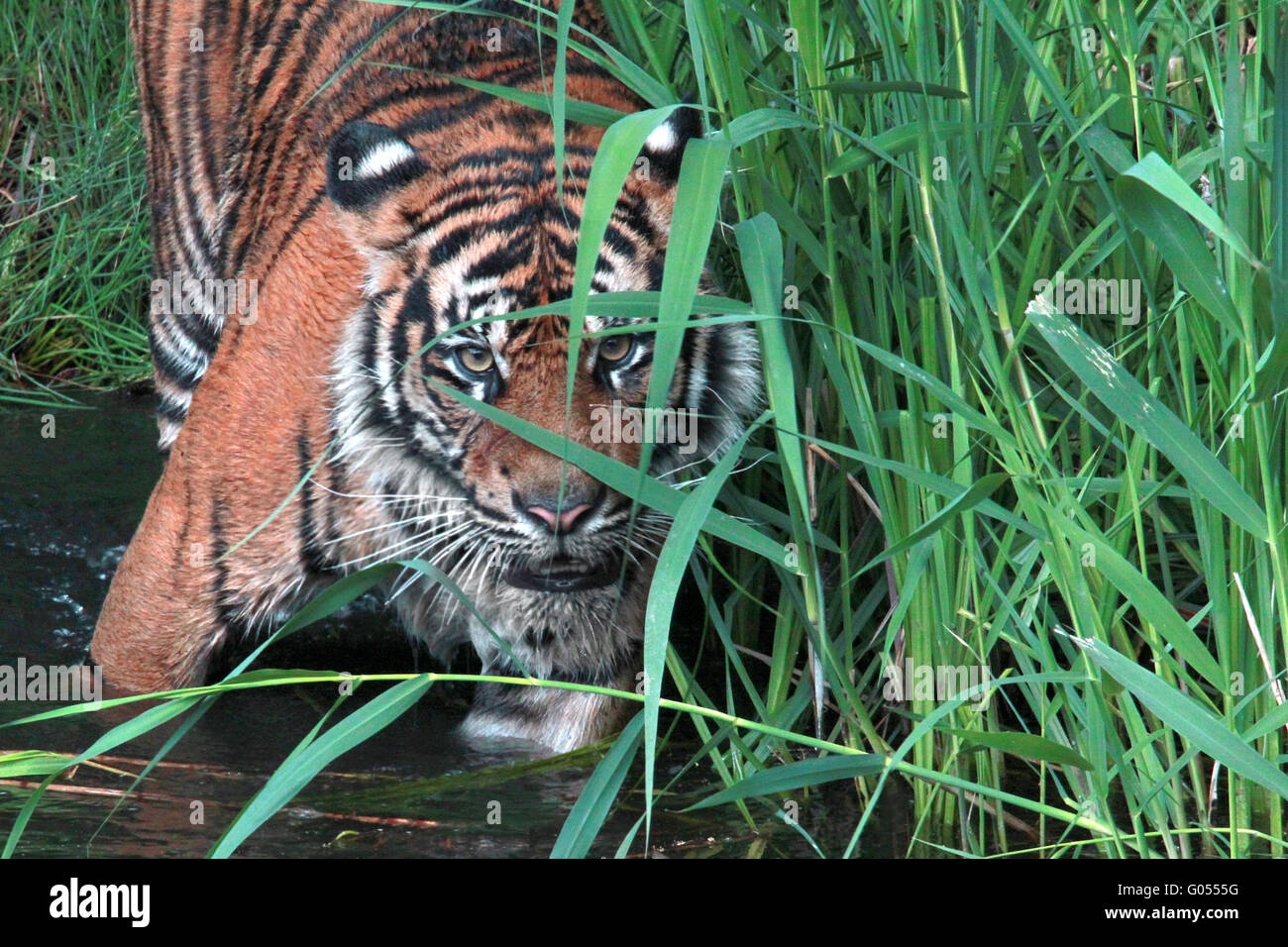 Tigre de Sumatra Banque D'Images