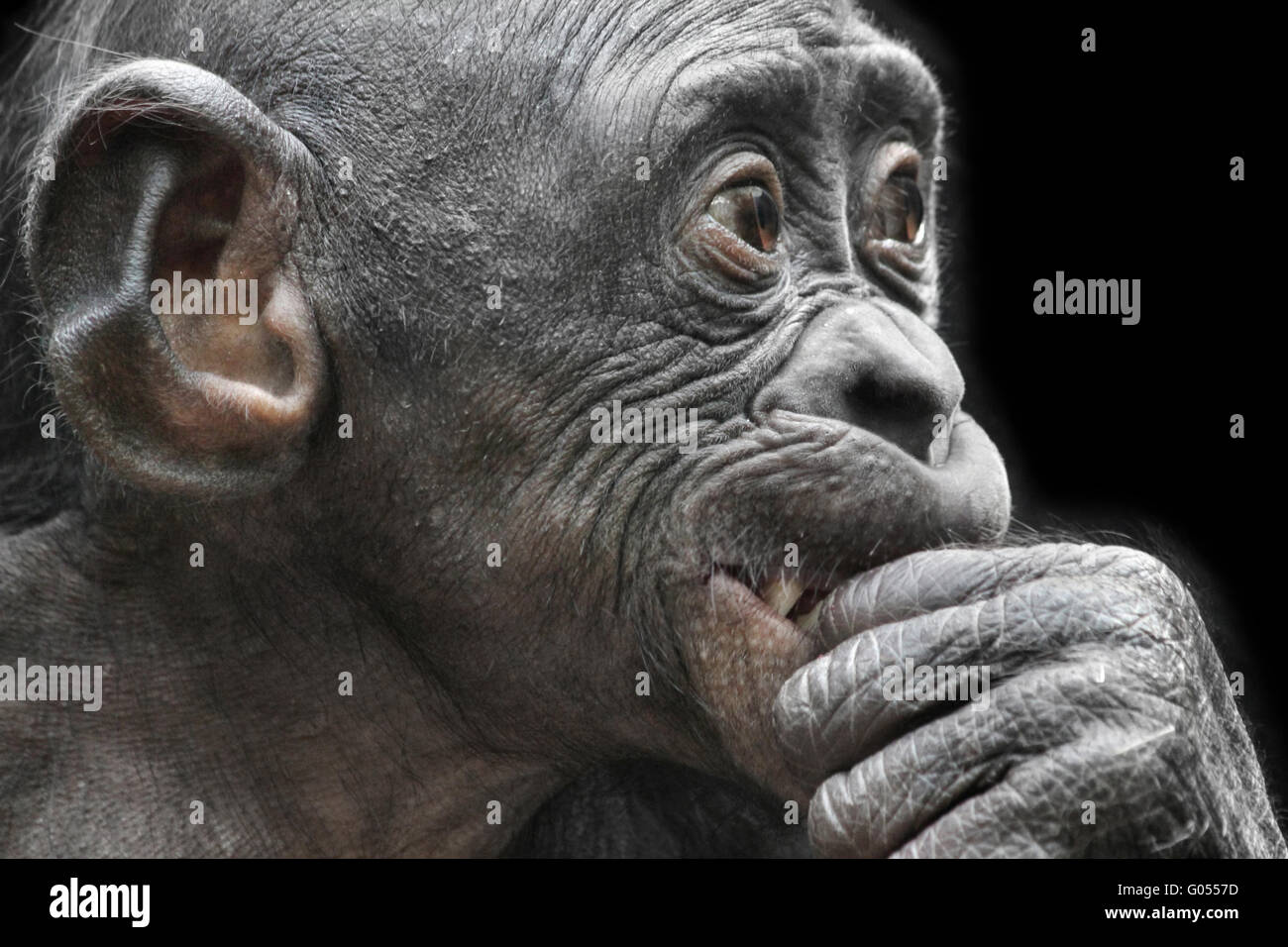 Chimpanzé pygmée Pangi Banque D'Images