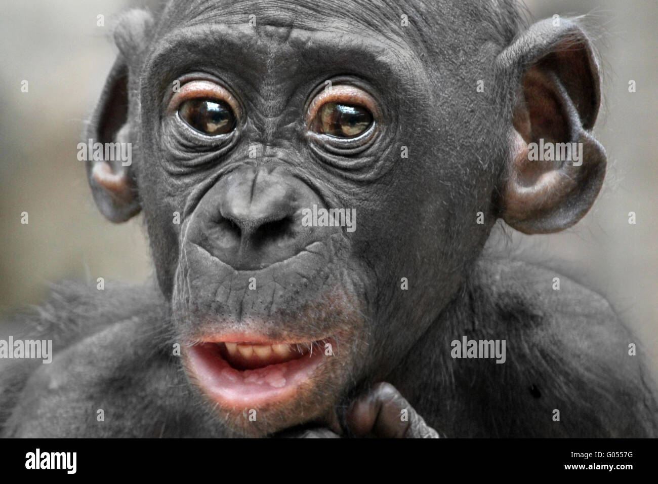 Chimpanzé pygmée Pangi Banque D'Images
