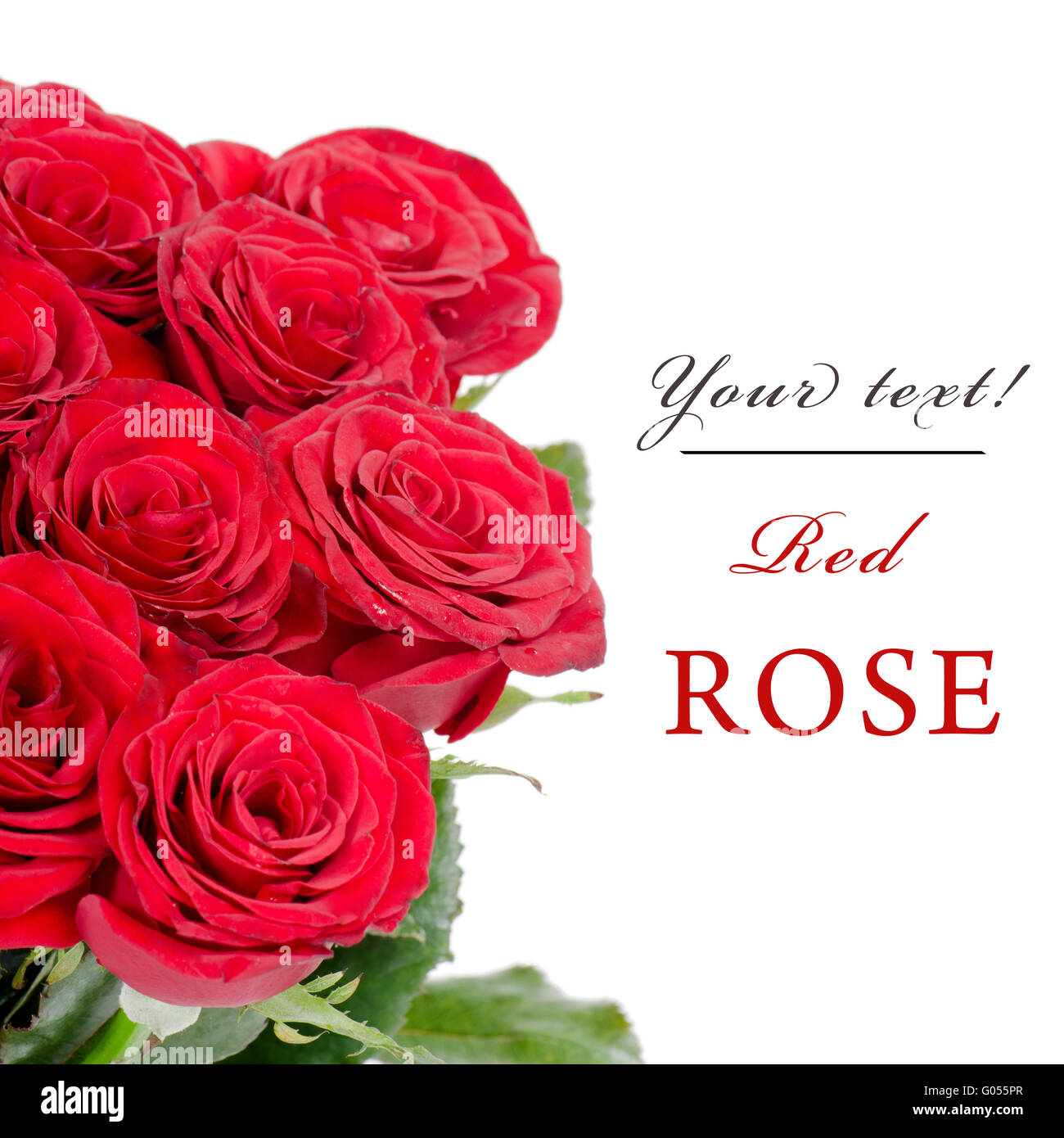 Bouquet de roses rouges isolé sur fond blanc Banque D'Images