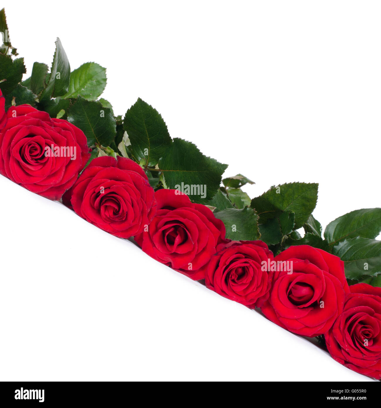 Bouquet de roses rouges isolé sur fond blanc Banque D'Images