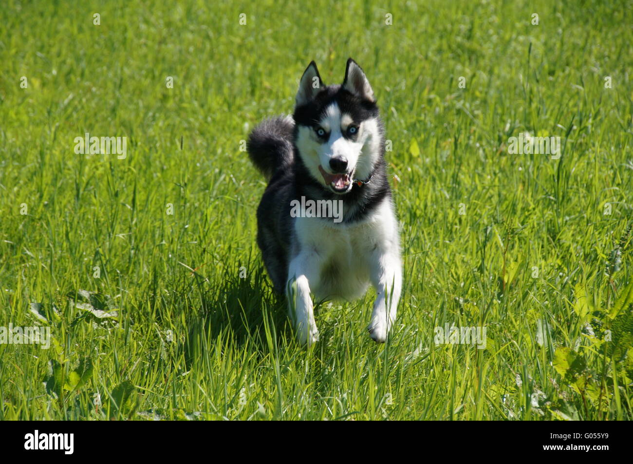 Nana Husky dans le pré en sautant Banque D'Images