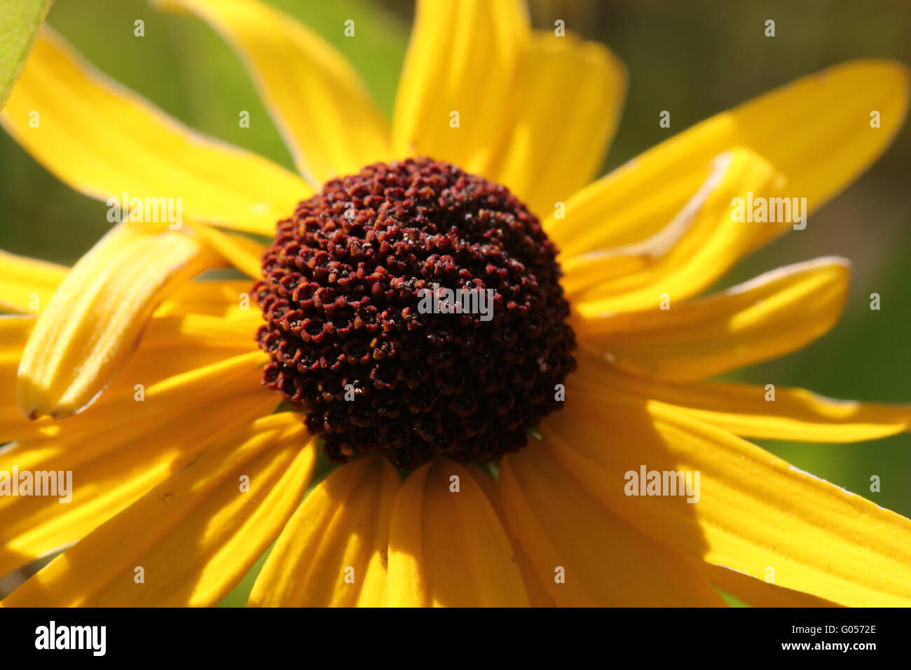 Fleur jaune close-up Banque D'Images