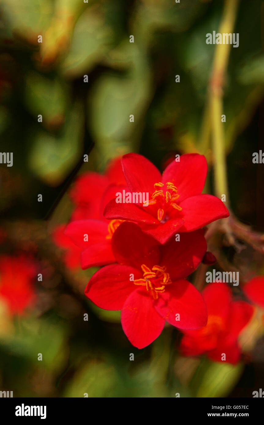 Blooming Arbre Tropical Avec Des Fleurs Rouge Vif Banque D
