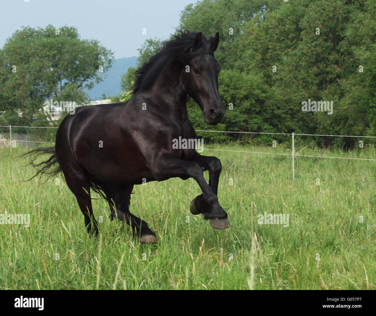 Cheval frison Banque D'Images