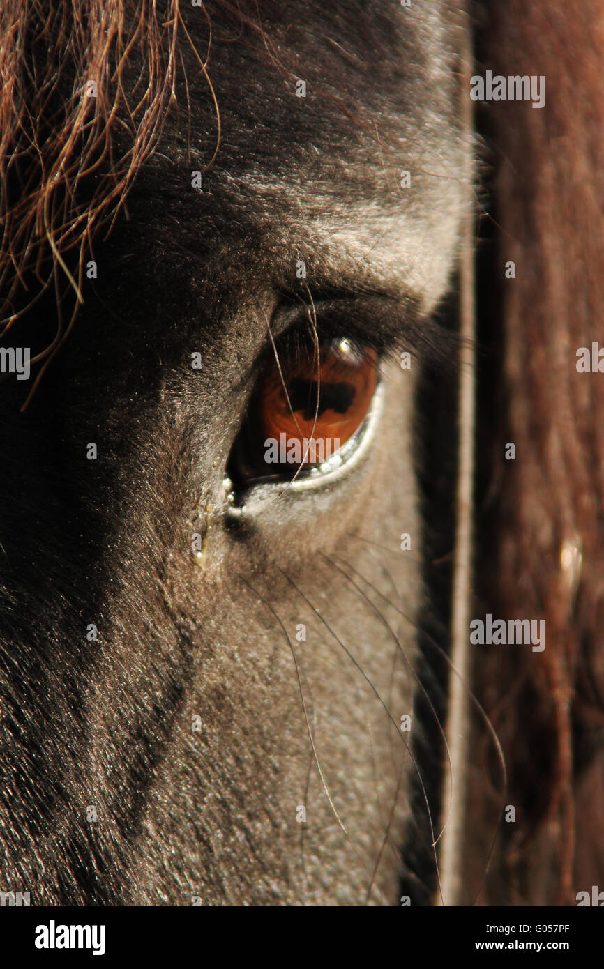 Cheval frison Banque D'Images