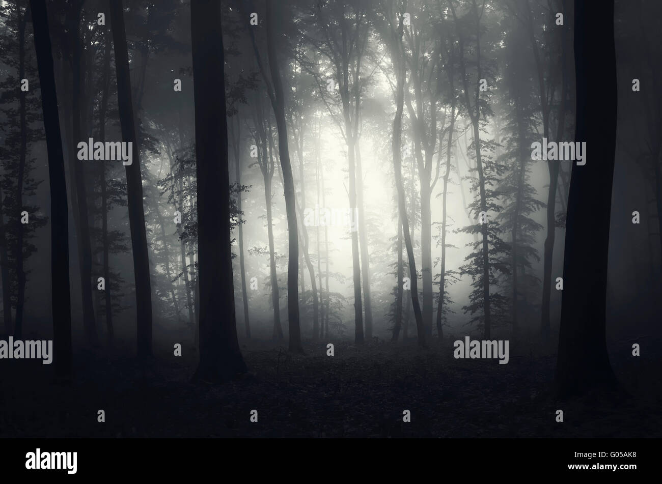 Paysage de forêt sombre effrayant Banque D'Images