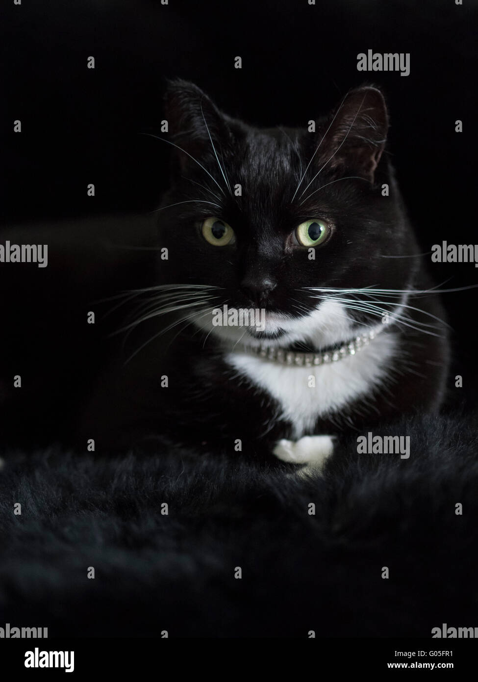 Chat noir et blanc sur fond de fourrure noire Banque D'Images