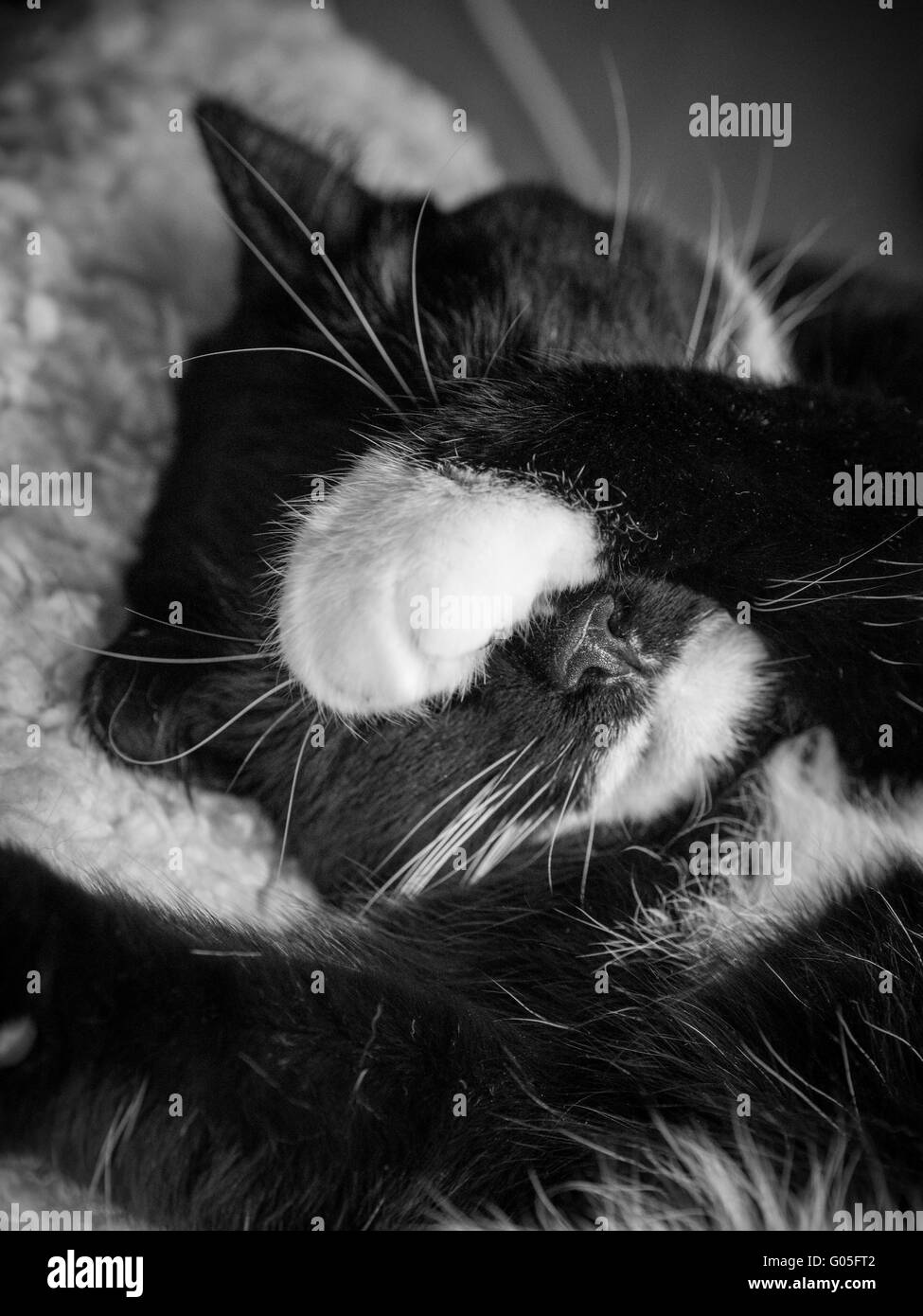 Chat noir et blanc endormi - Yeux couverts de paw Banque D'Images