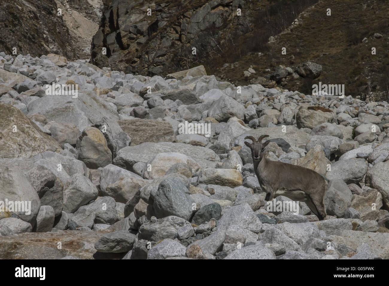 Bharal - Himalayan blue sheep Banque D'Images