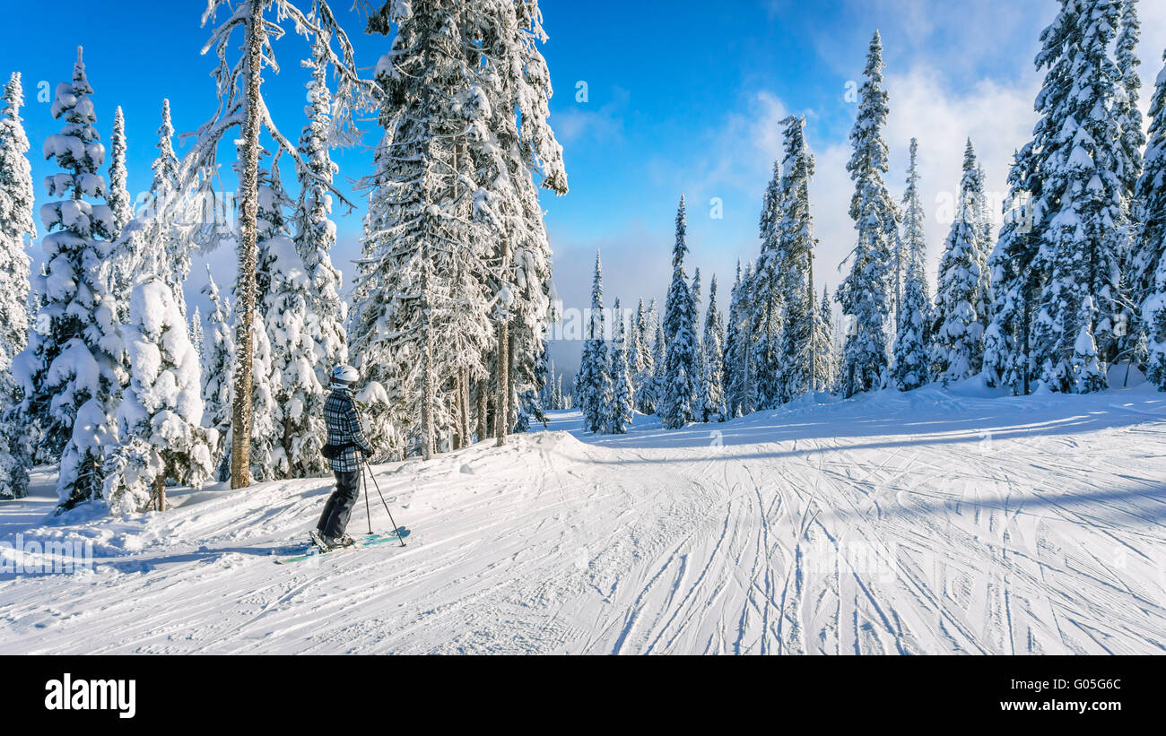 Une femme qui reste sur les pistes du domaine skiable de Sun Peaks entouré d'arbres couverts de neige en haute montagne Banque D'Images