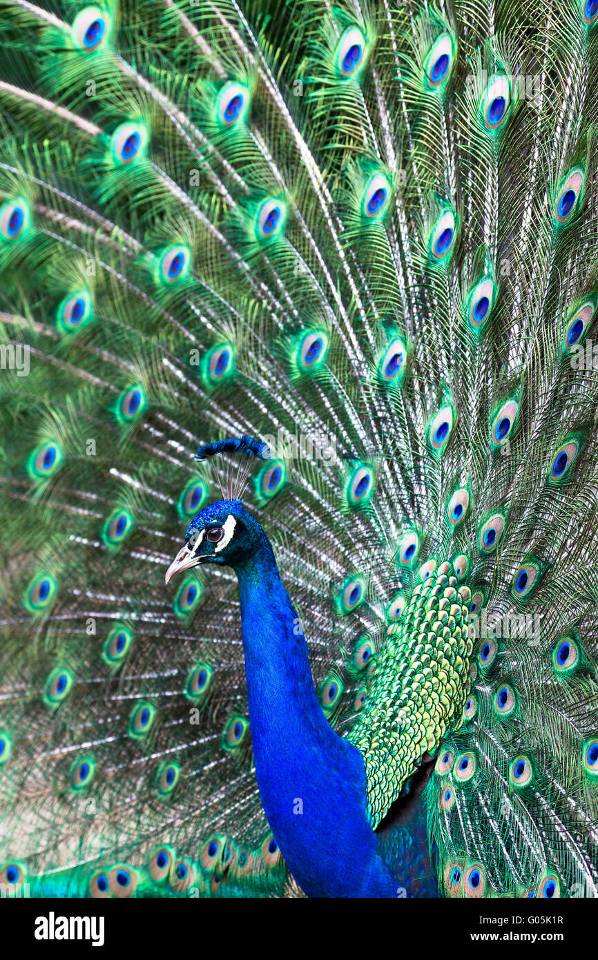 Belle peacock Banque D'Images