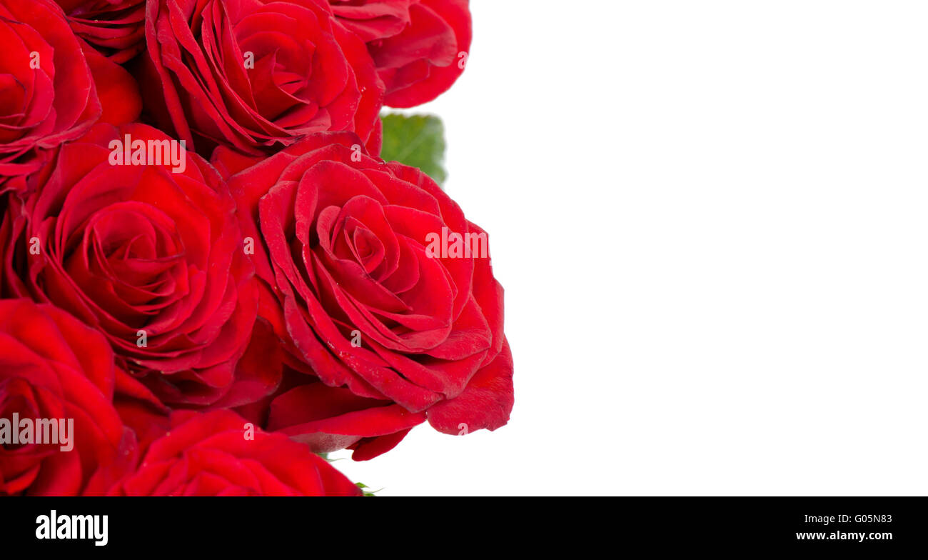 Bouquet de roses rouges isolé sur fond blanc Banque D'Images
