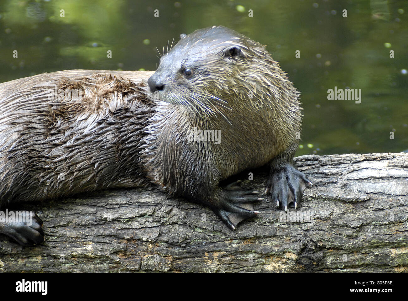 Loutre d’Europe Banque D'Images