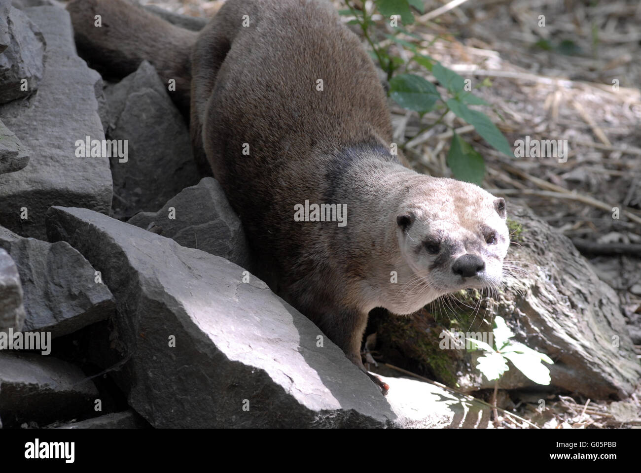 Loutre d’Europe Banque D'Images