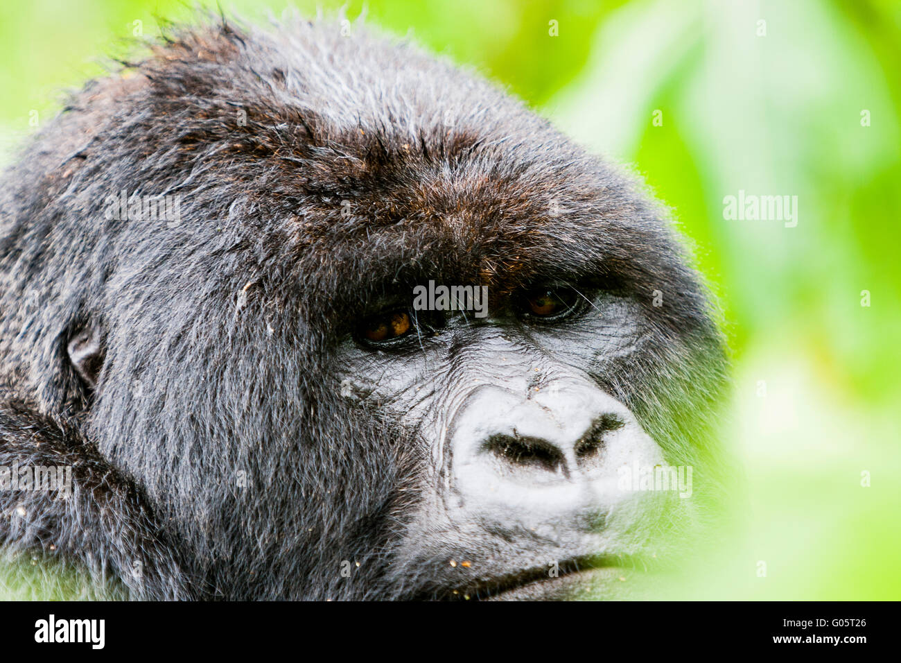 Le parc national des volcans, Rwanda. Silverback gorilla dans l'habitat. Banque D'Images