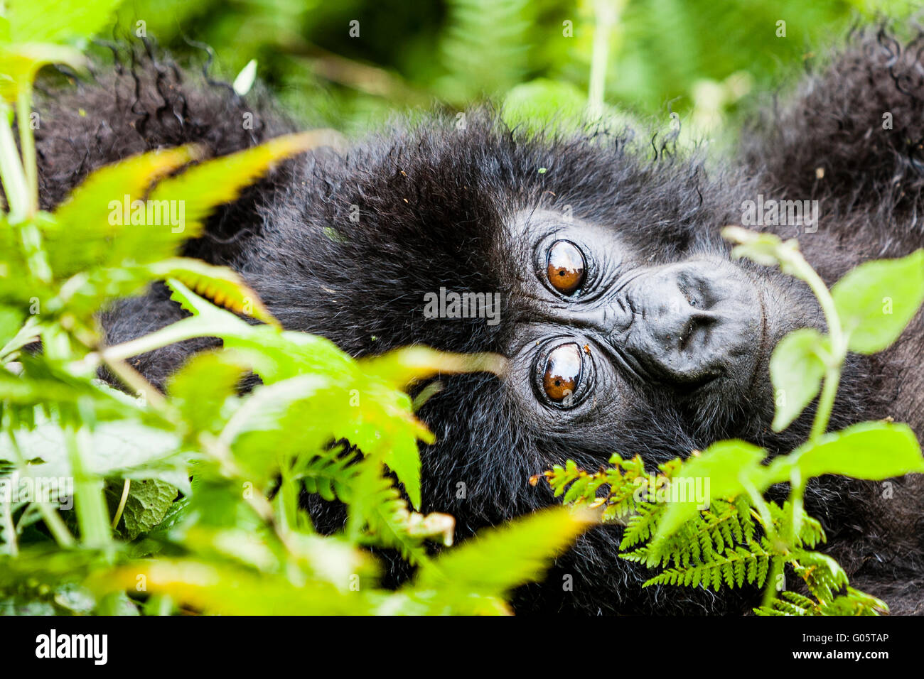 Le parc national des volcans, Rwanda Un bébé gorille de montagne (Gorilla berengei berengei) réside dans le sous-bois Banque D'Images