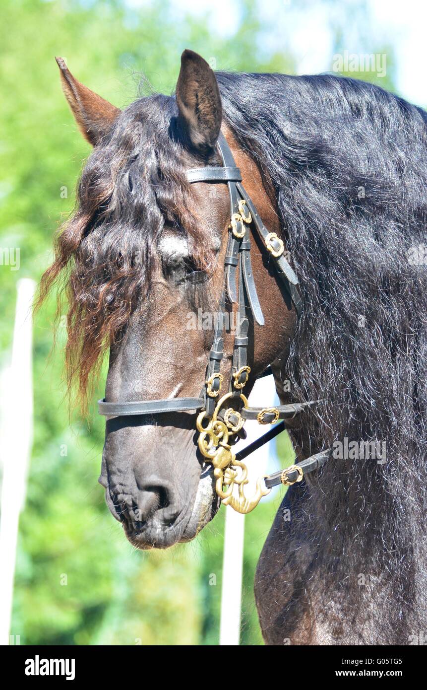 Beau cheval de trait de couleur dun puissant Banque D'Images