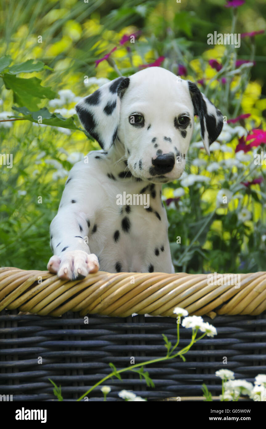 Chiot dalmatien, sept semaines, dans un jardin Banque D'Images