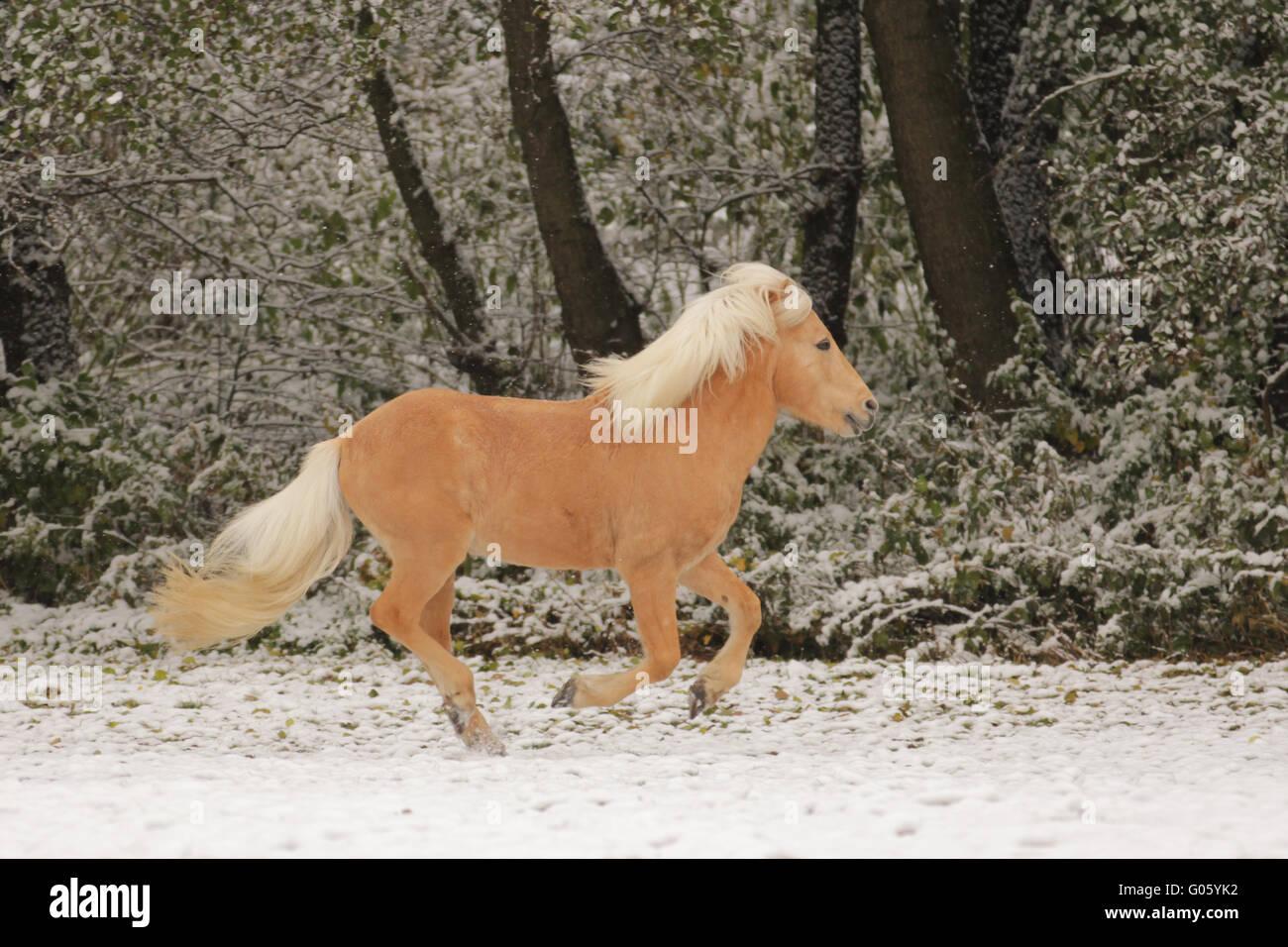 Cheval islandais Banque D'Images