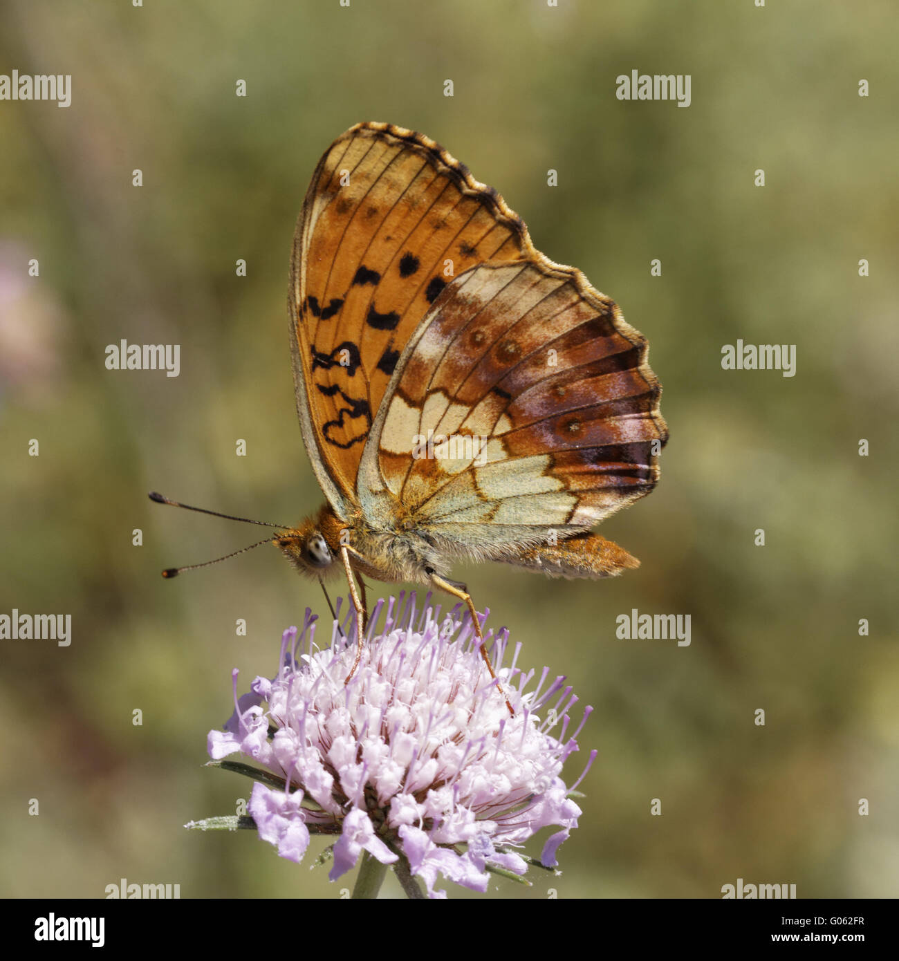 Brenthis Daphne, Marbled Fritillary sur Scabious Banque D'Images