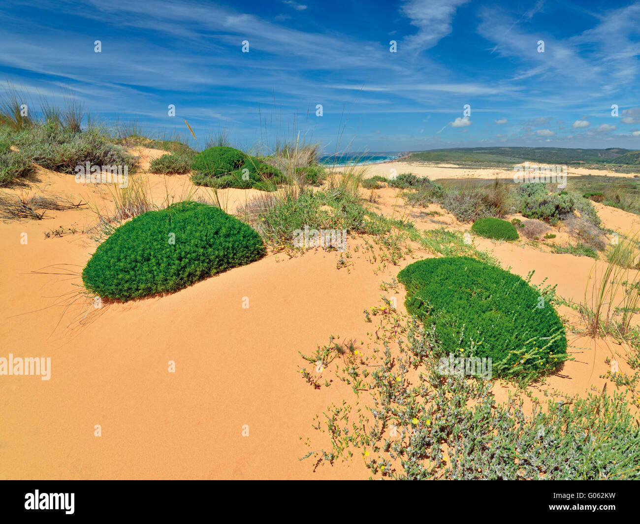Végétation poussant sur des dunes de sable Banque D'Images