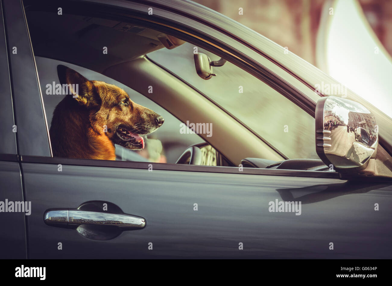 Berger allemand dans le siège conducteur. Le chien d'une voiture. Berger Allemand attentif au volant de voiture. La conduite sécuritaire. La sécurité en voiture. Banque D'Images