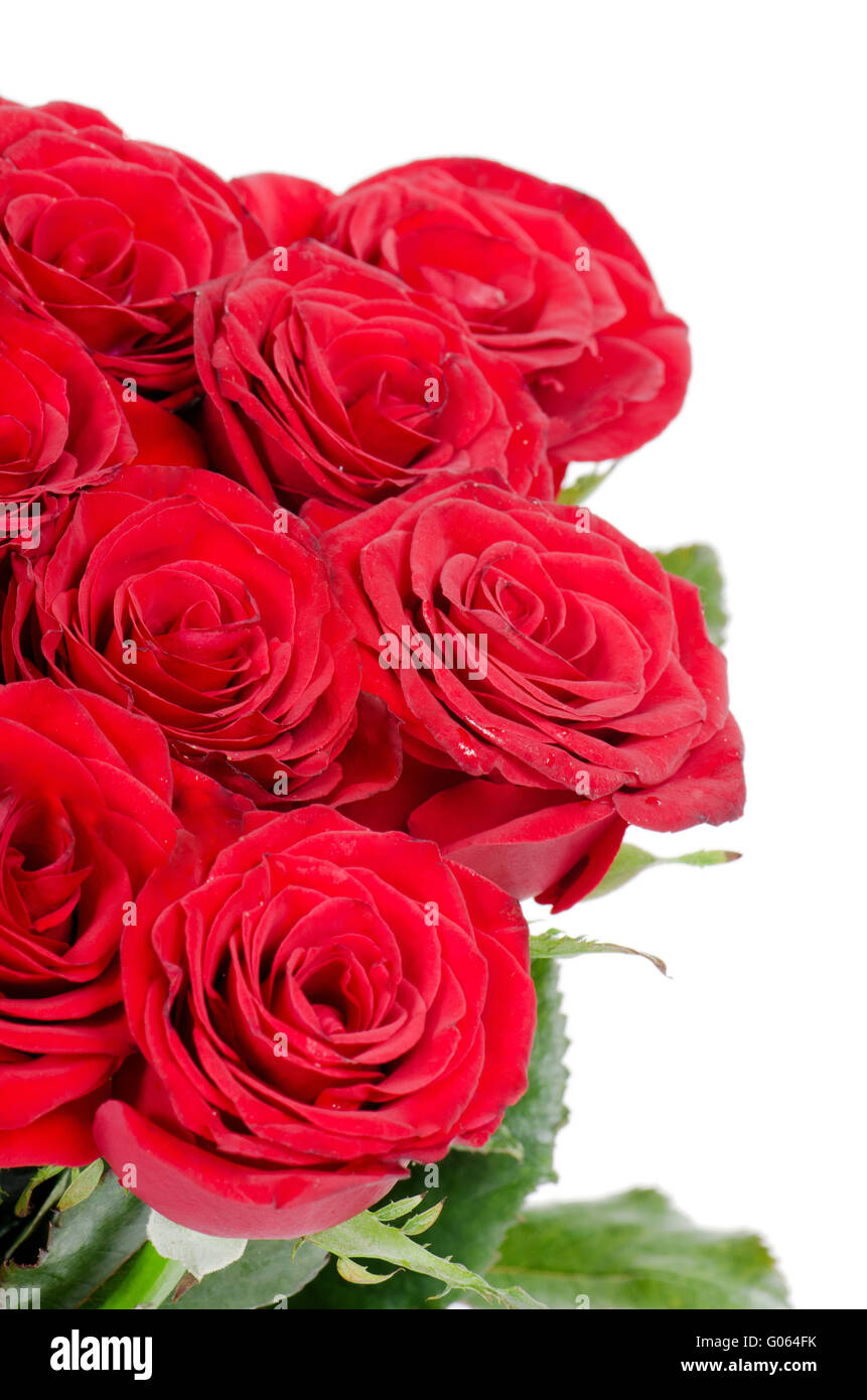 Bouquet de roses rouges isolé sur fond blanc Banque D'Images