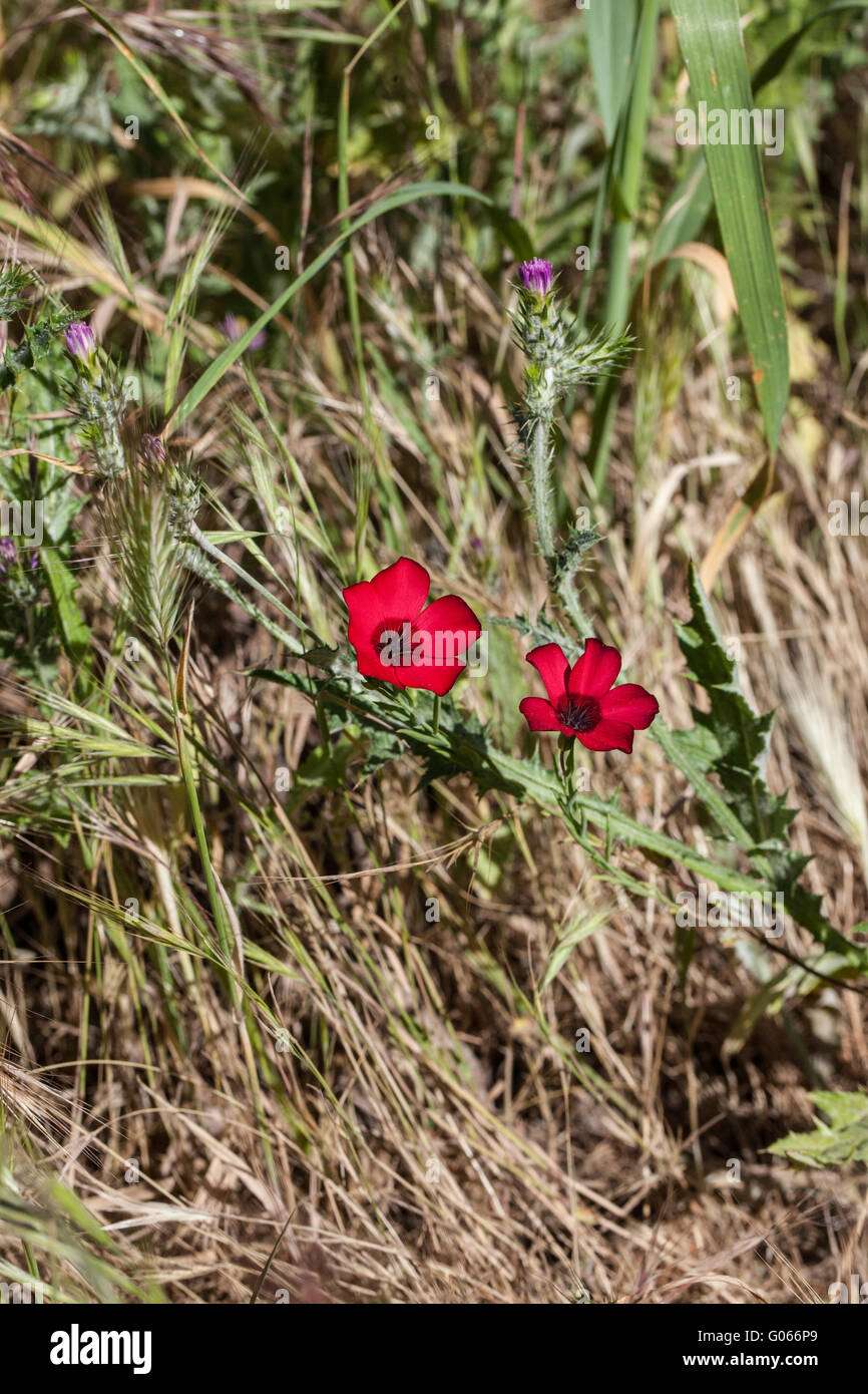 L'Linum grandiflorum var. rubrum Banque D'Images