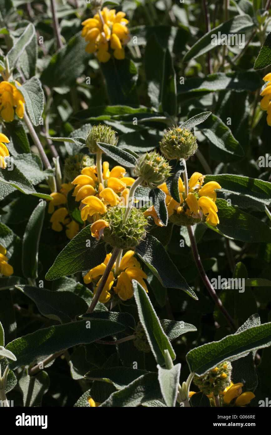 Phlomis fruticosa Banque D'Images