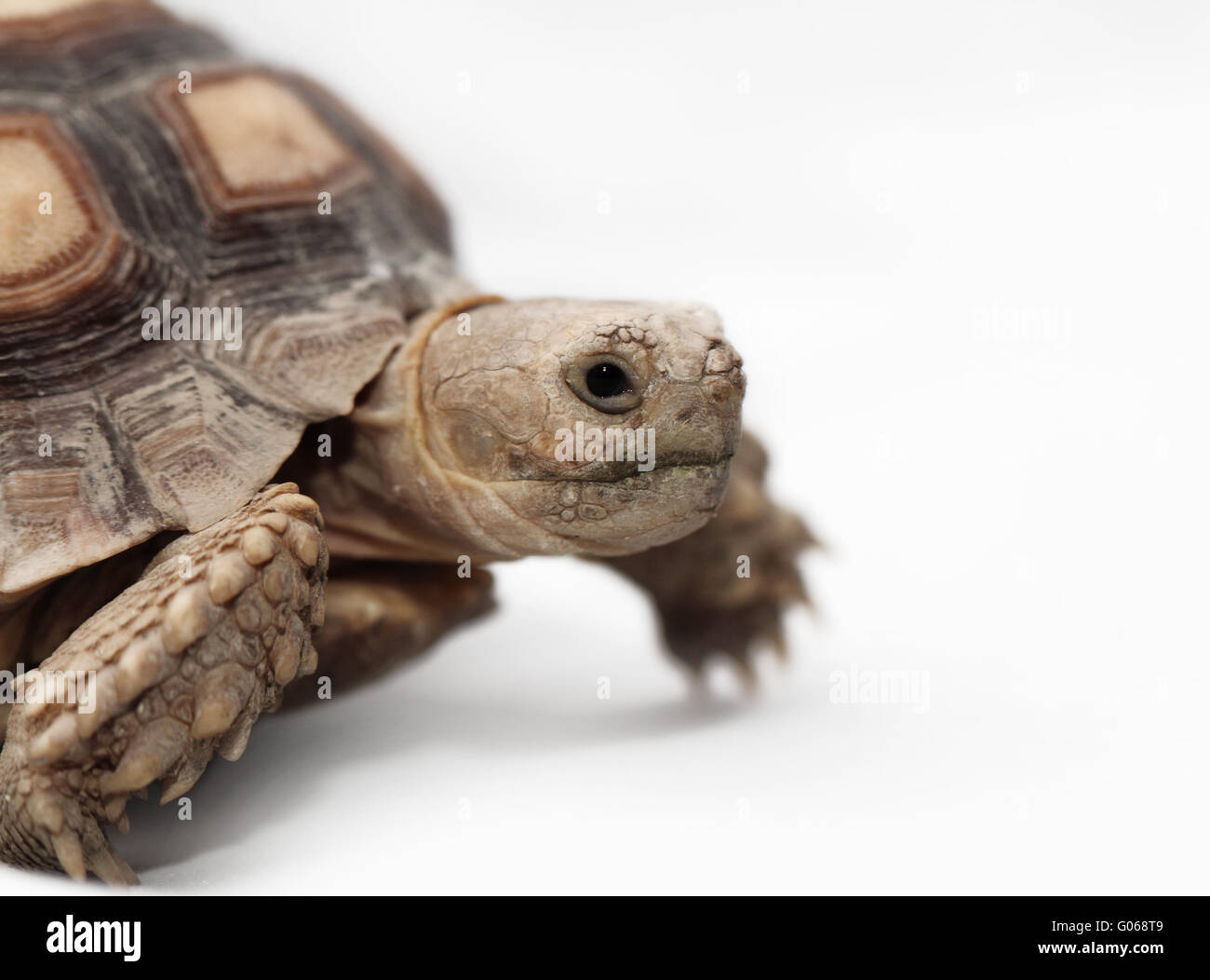 Tortue sillonnée (Geochelone sulcata) isolé sur fond blanc Banque D'Images