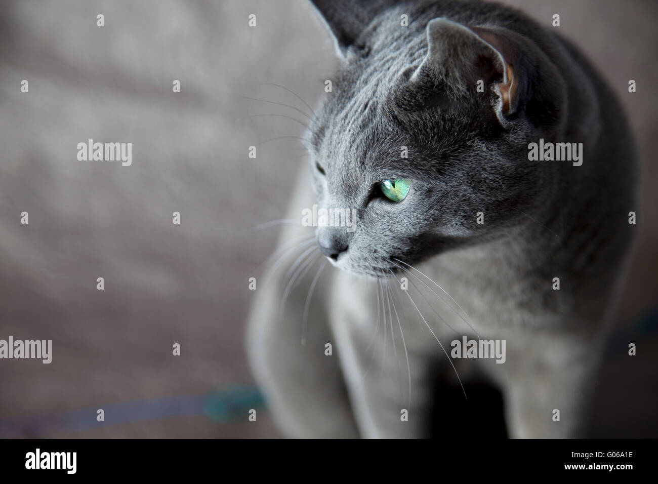 Portrait d'un chat bleu russe, studio shot Banque D'Images