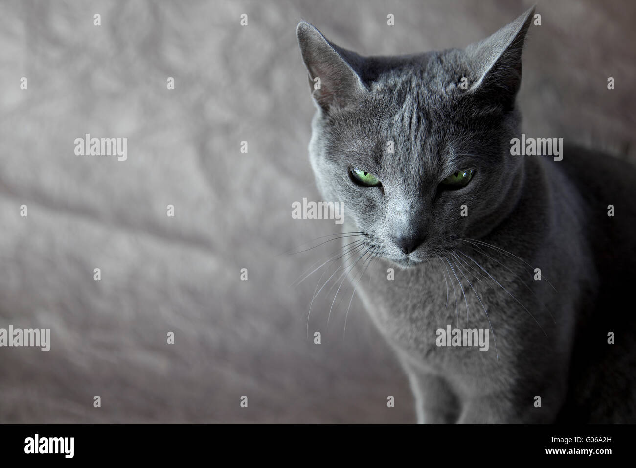 Portrait d'un chat bleu russe, studio shot Banque D'Images