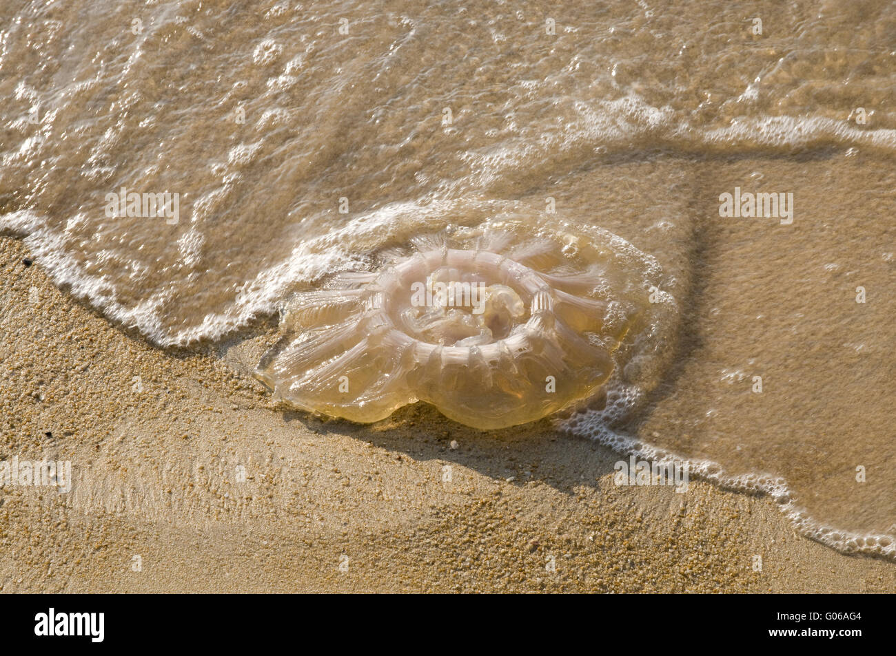 Les méduses sur la plage Banque D'Images