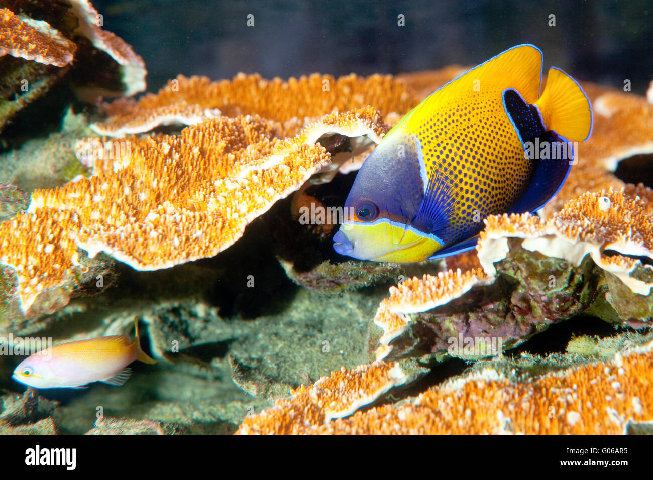 Visage bleu poisson ange Pomacanthus Xanthometopon ( ) Banque D'Images