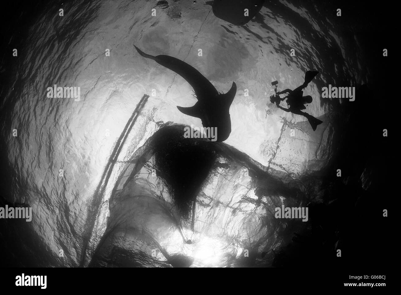 Requin-baleine silhouette aux diver Banque D'Images