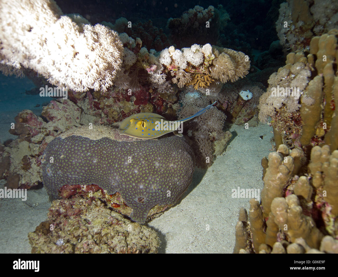 Ribbontail bluespotted ray Banque D'Images