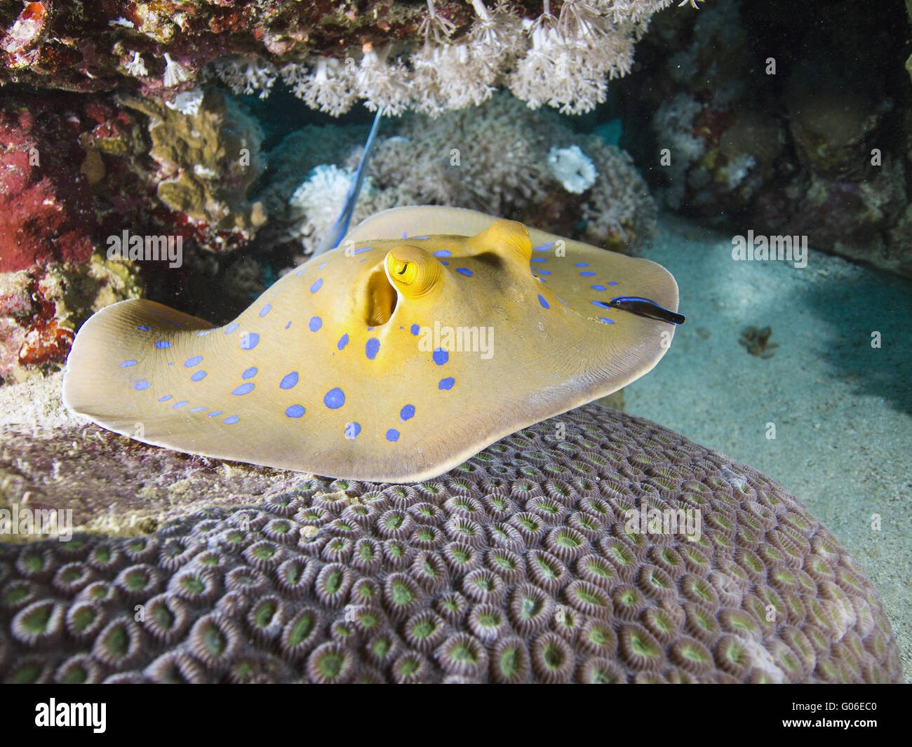 Ribbontail bluespotted ray Banque D'Images
