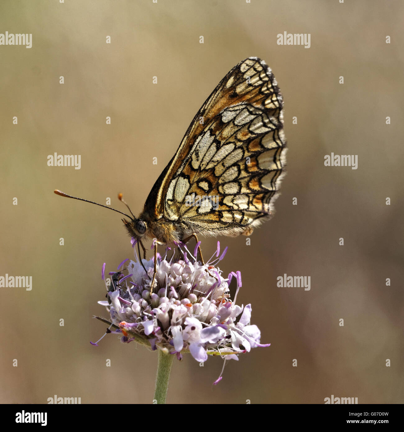 Melitaea athalia, Heath fritillary sur Scabious Banque D'Images