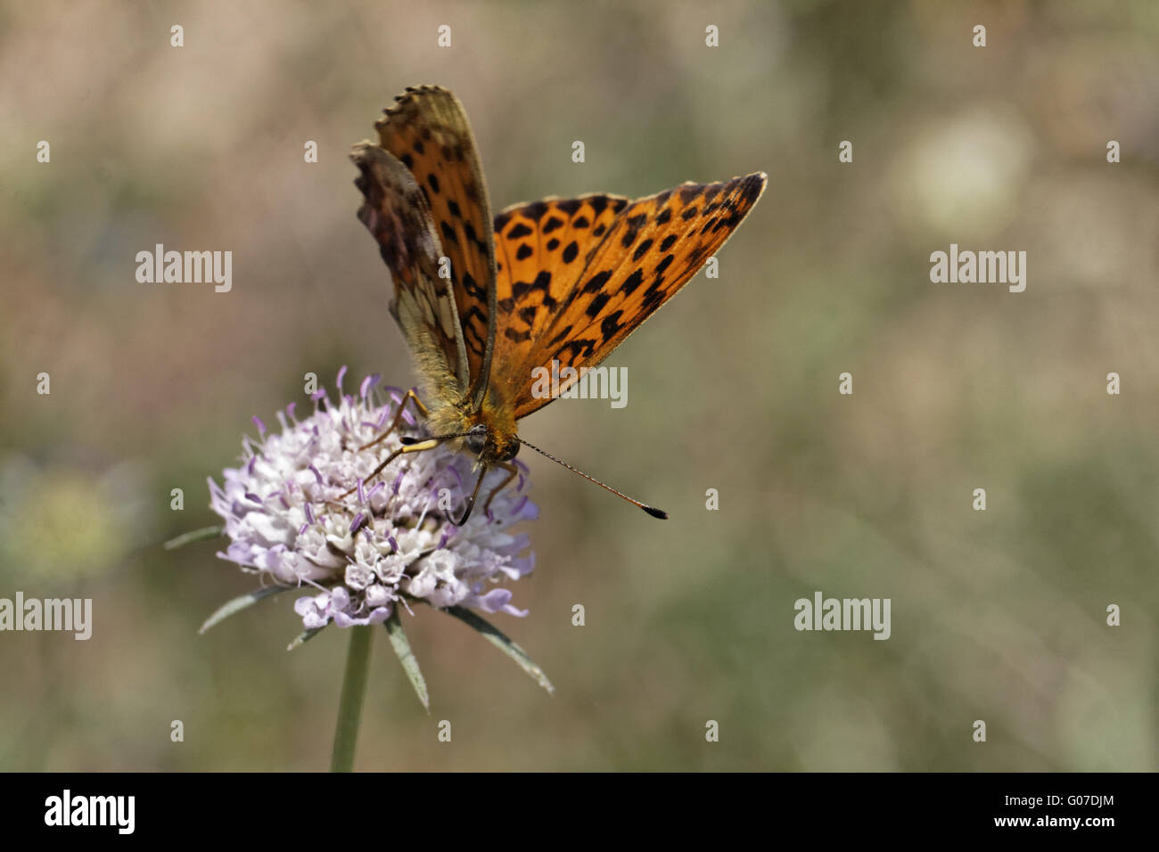 Brenthis Daphne, Marbled Fritillary sur Scabious Banque D'Images