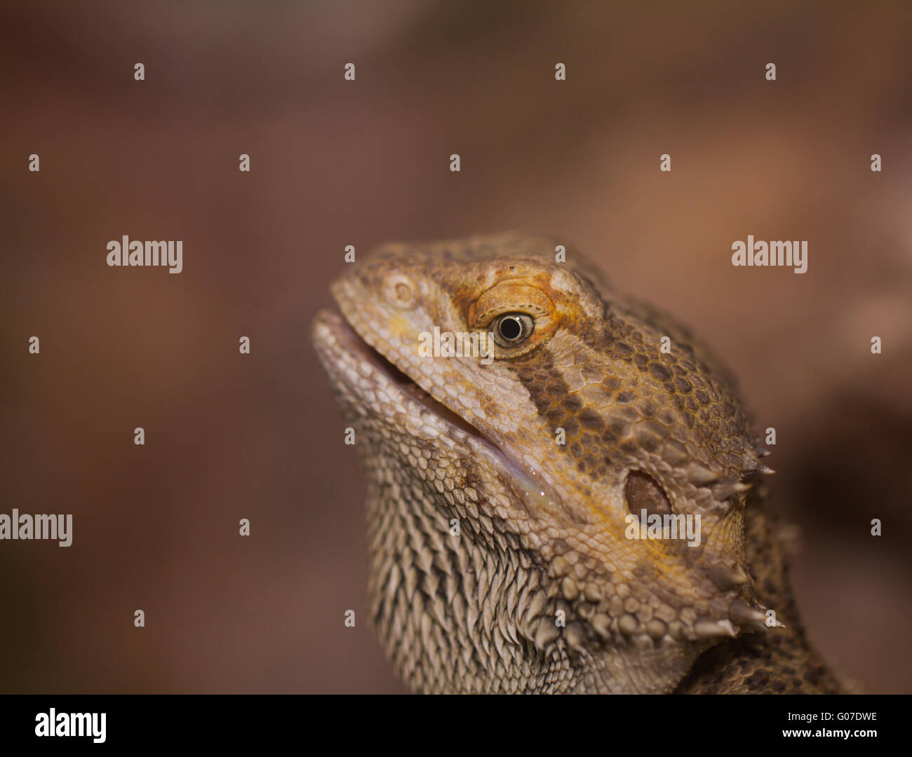 Close-up of dragons barbus (Pogona vitticeps) Banque D'Images