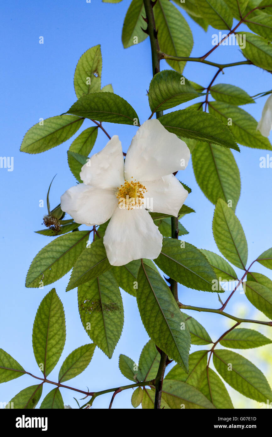 trachelospermum-asiaticum-banque-de-photographies-et-d-images-haute