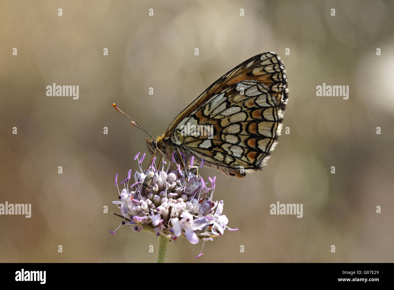 Melitaea athalia, Heath fritillary sur Scabious Banque D'Images