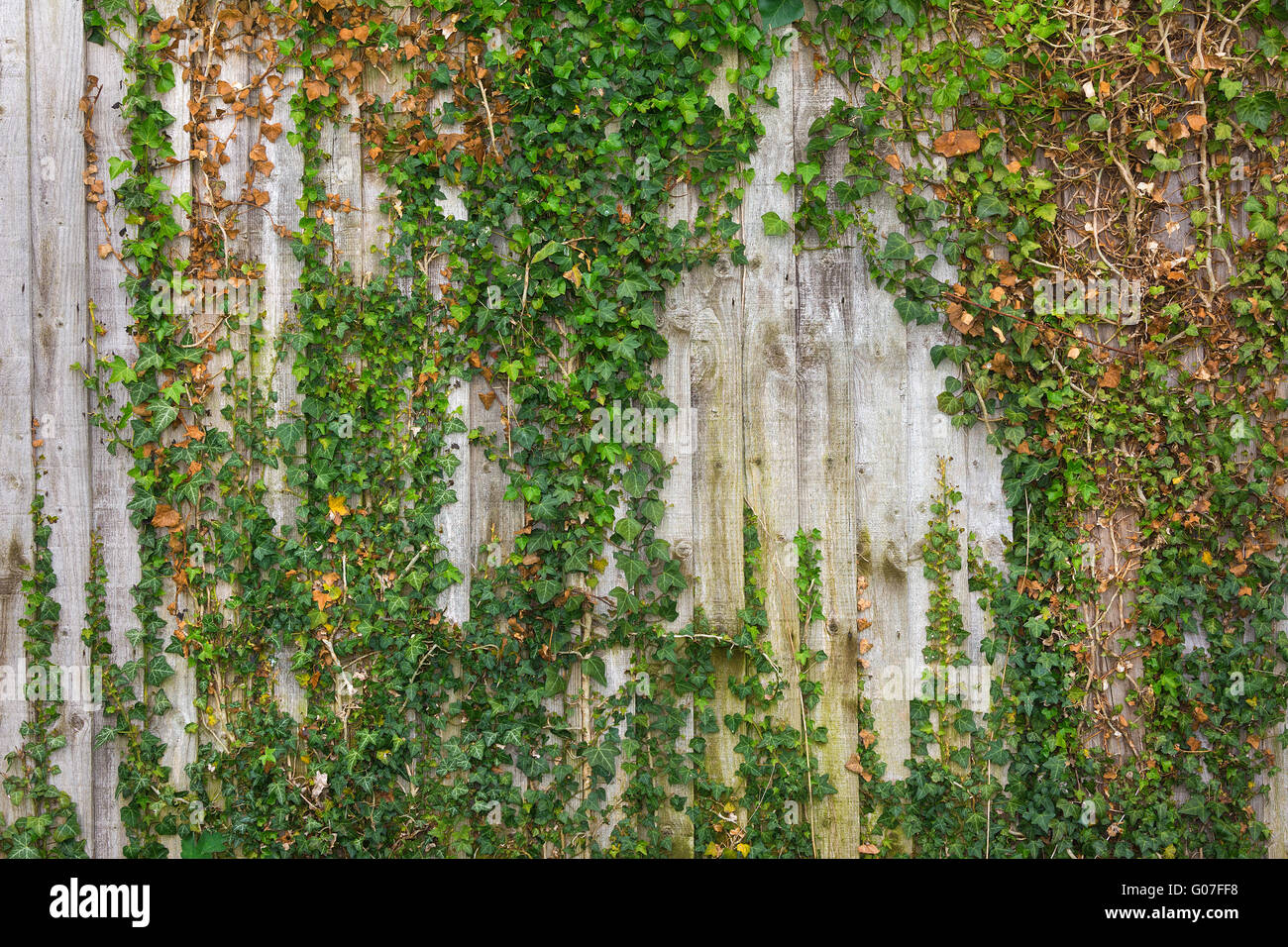 Vieille clôture en bois couverts par des lierres. Banque D'Images