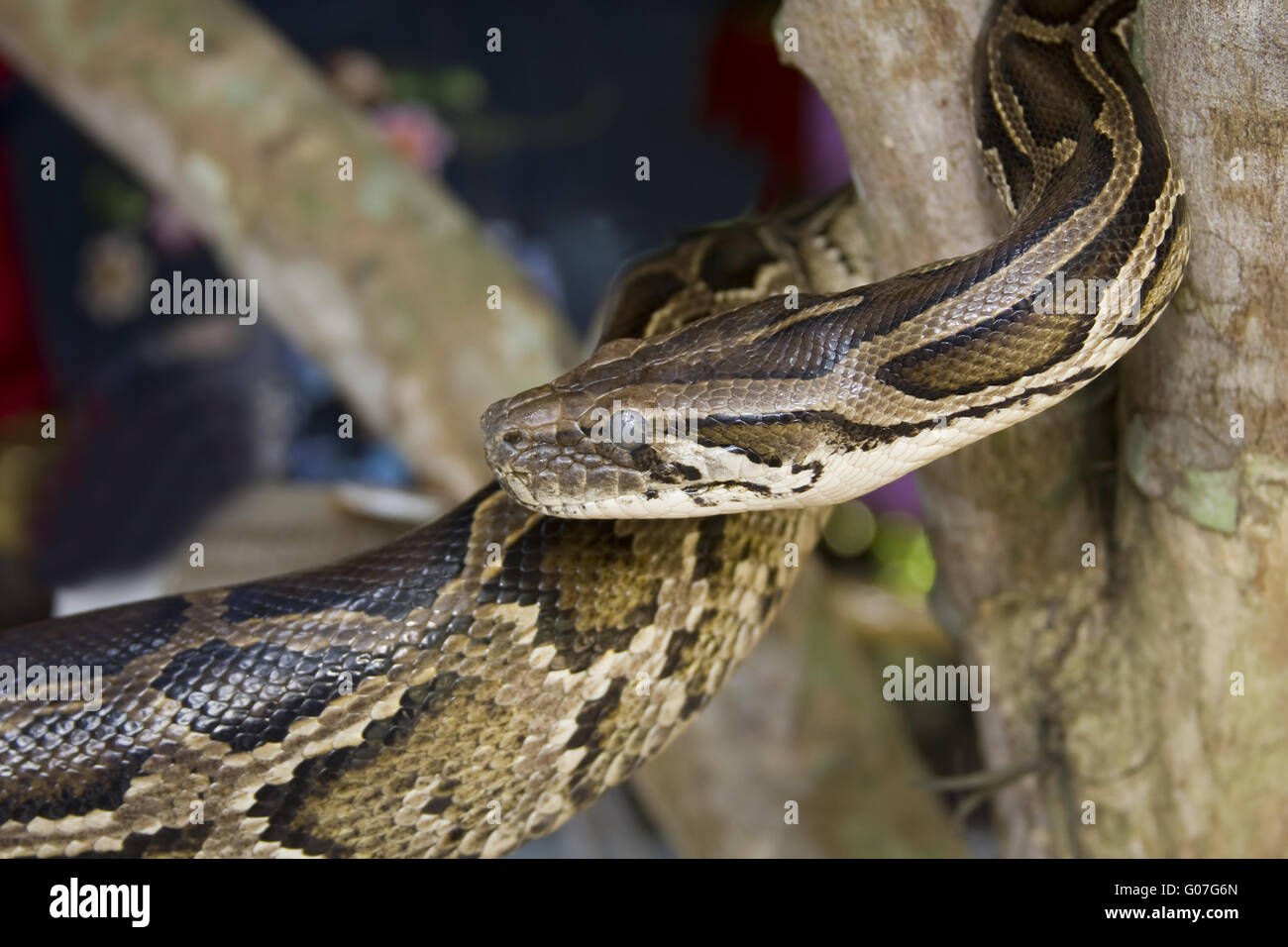 Boa constrictor ou rouge-queue, boa constrictor Boa(, Banque D'Images