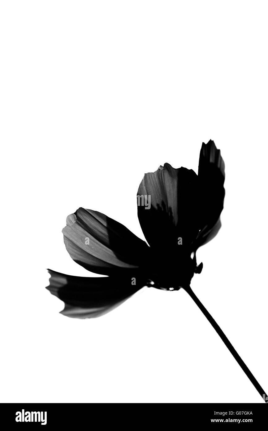 Fleur noir Banque D'Images