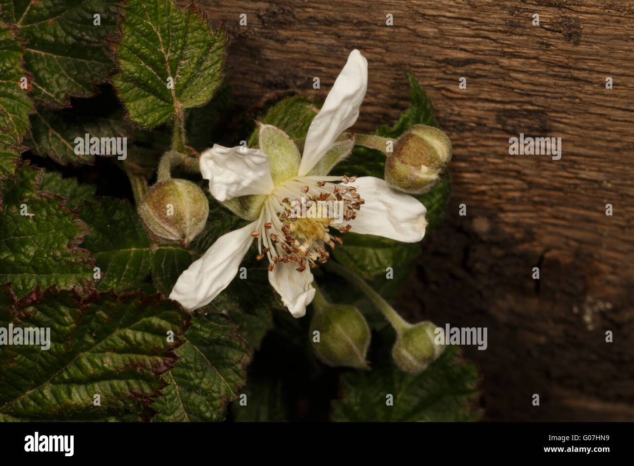 Tayberry flower, Close up. Berry hybride, mélange d'un terminal blackberry et une framboise. Variété  = Buckingham. Banque D'Images