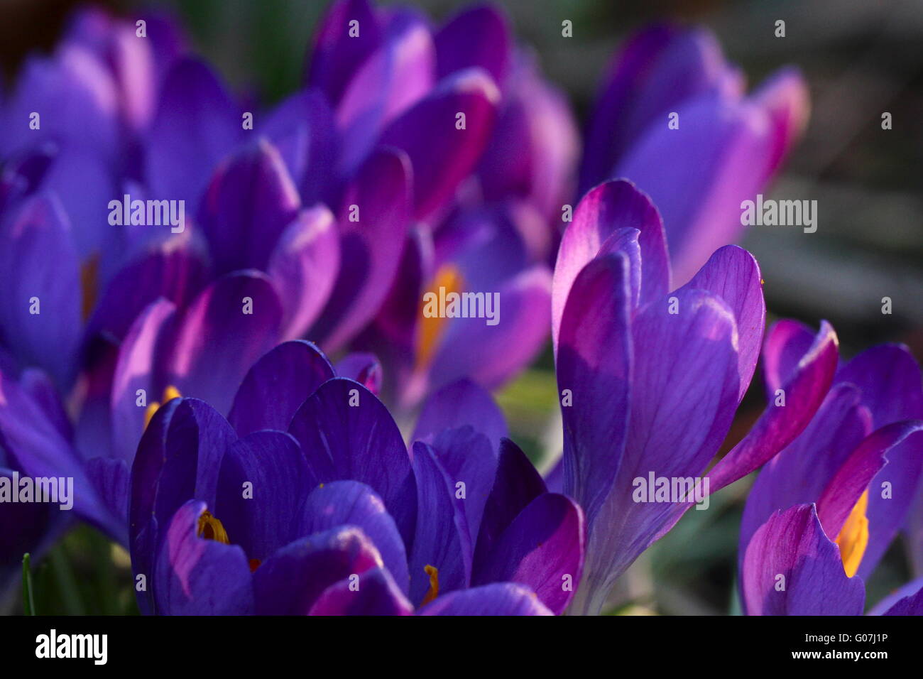 Crocus Banque D'Images