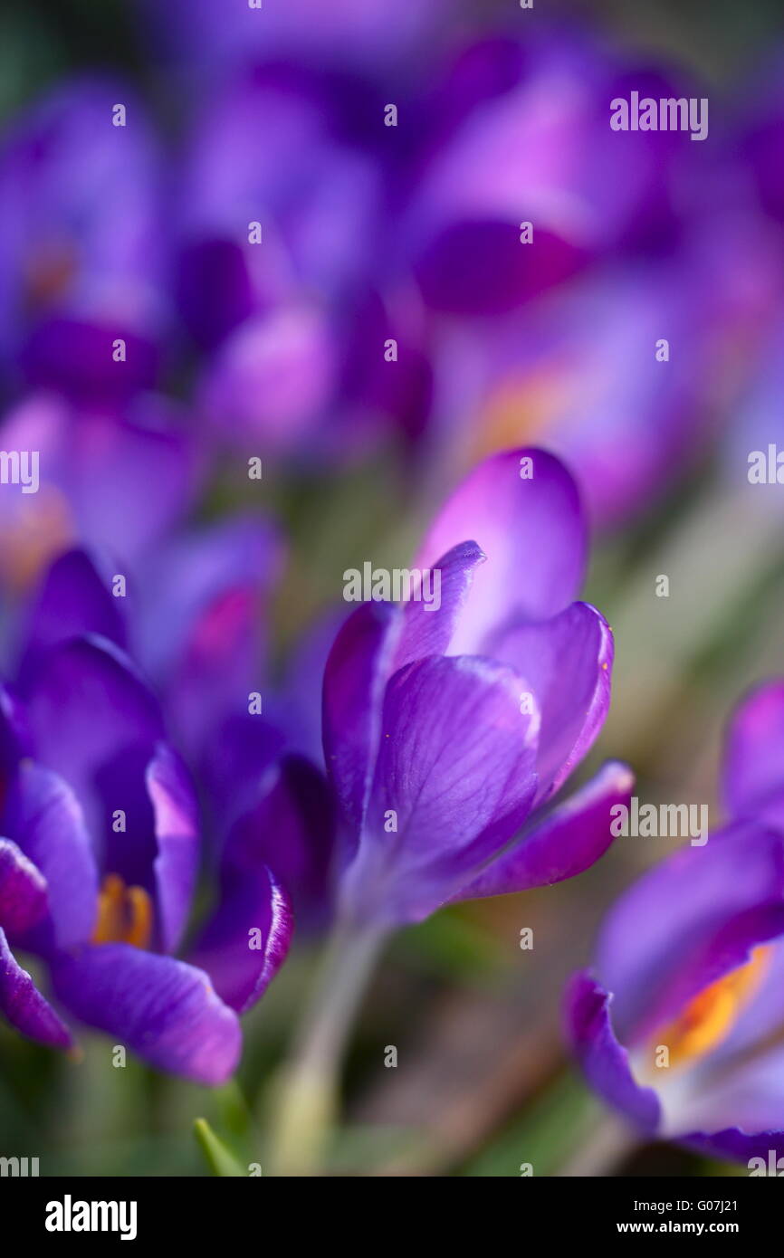 Gros plan crocu Banque D'Images