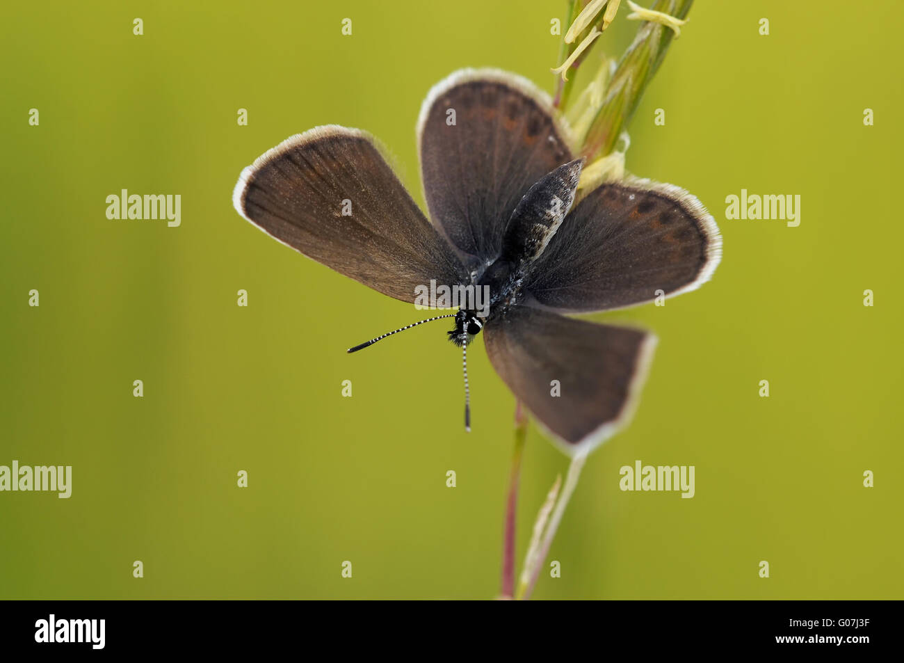 L'argent bleu étoilé (papillon) Banque D'Images